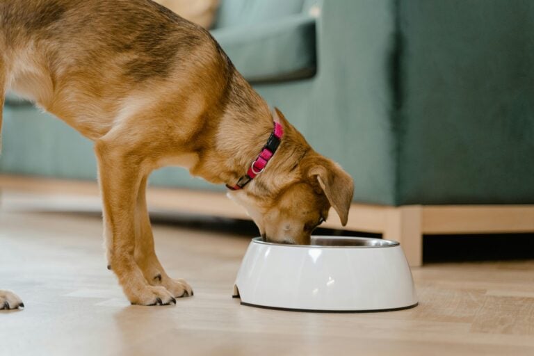 feeding a dog